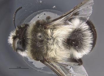 Media type: image;   Entomology 15667 Aspect: habitus dorsal view